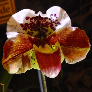 Paphiopedilum-Jersey Freckles